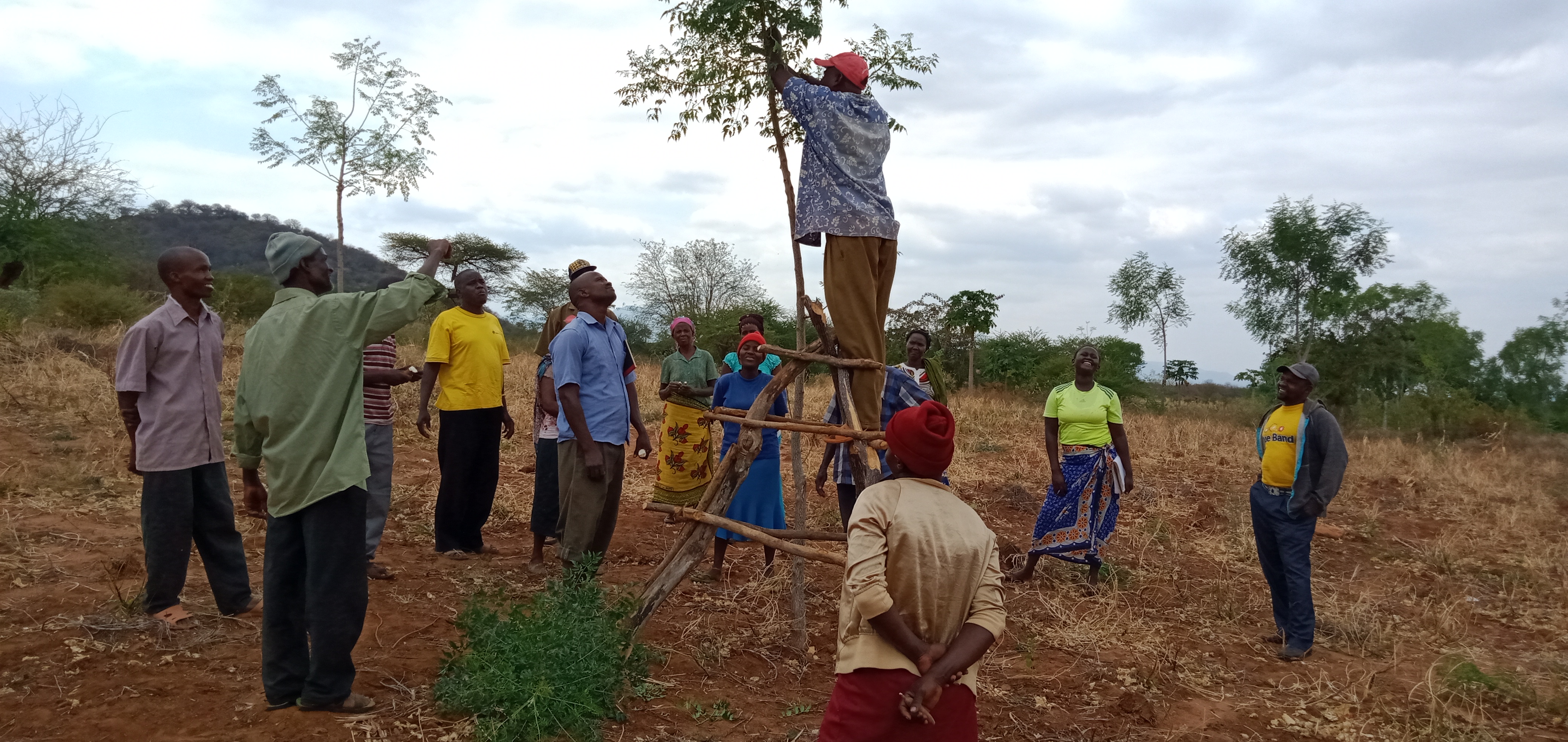 7 Folks Plantation